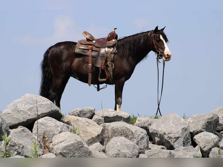 Altri pony/cavalli di piccola taglia Giumenta 13 Anni 124 cm Morello in Rebersburg, PA