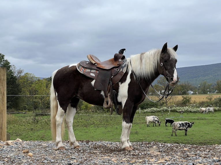 Altri pony/cavalli di piccola taglia Giumenta 13 Anni 124 cm Pezzato in Allenwood, PA