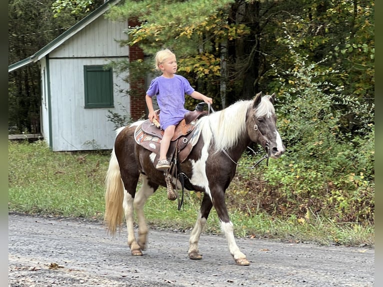 Altri pony/cavalli di piccola taglia Giumenta 13 Anni 124 cm Pezzato in Allenwood, PA