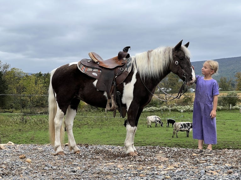 Altri pony/cavalli di piccola taglia Giumenta 13 Anni 124 cm Pezzato in Allenwood, PA