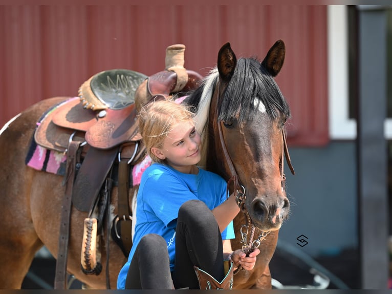 Altri pony/cavalli di piccola taglia Giumenta 13 Anni 132 cm Tobiano-tutti i colori in Hastings, MN