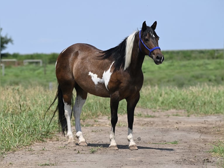 Altri pony/cavalli di piccola taglia Giumenta 13 Anni 132 cm Tobiano-tutti i colori in Hastings, MN