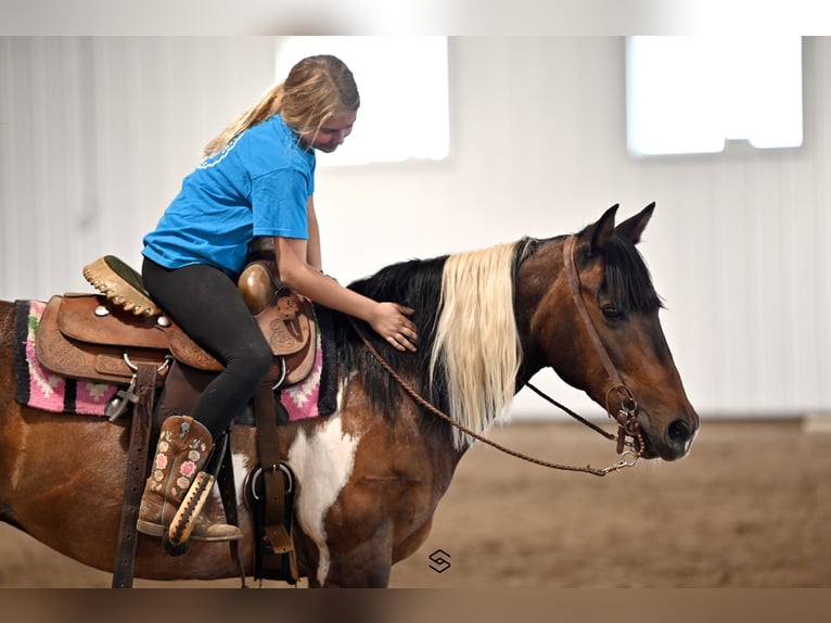 Altri pony/cavalli di piccola taglia Giumenta 13 Anni 132 cm Tobiano-tutti i colori in Hastings, MN