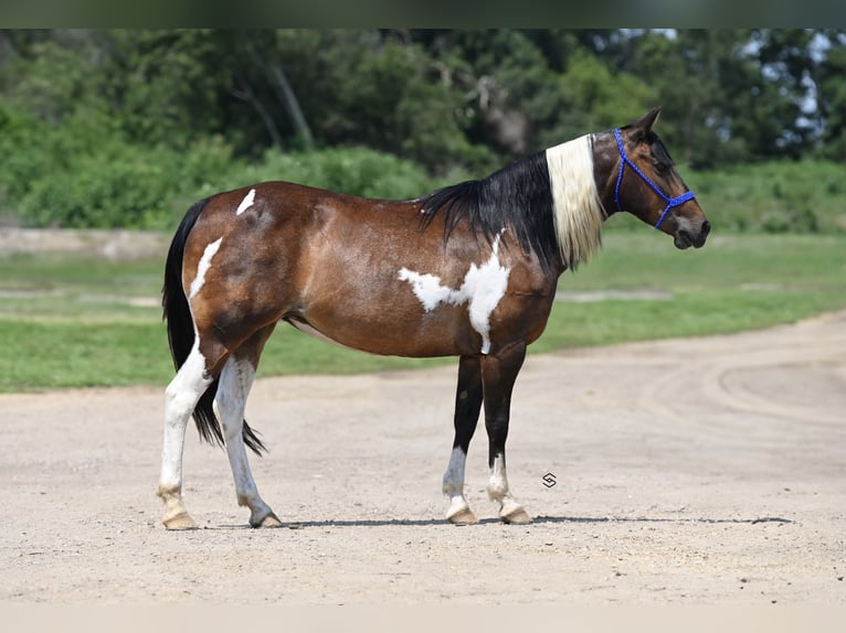 Altri pony/cavalli di piccola taglia Giumenta 13 Anni 132 cm Tobiano-tutti i colori in Hastings, MN