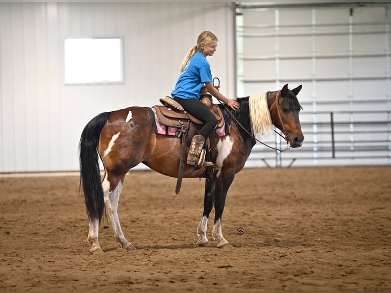 Altri pony/cavalli di piccola taglia Giumenta 13 Anni 132 cm Tobiano-tutti i colori in Hastings, MN