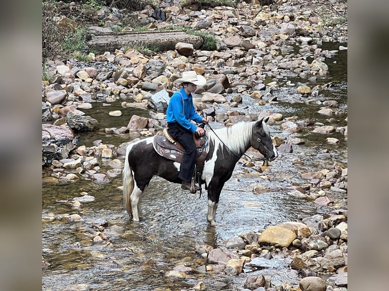 Altri pony/cavalli di piccola taglia Giumenta 14 Anni 124 cm in Allenwood, PA