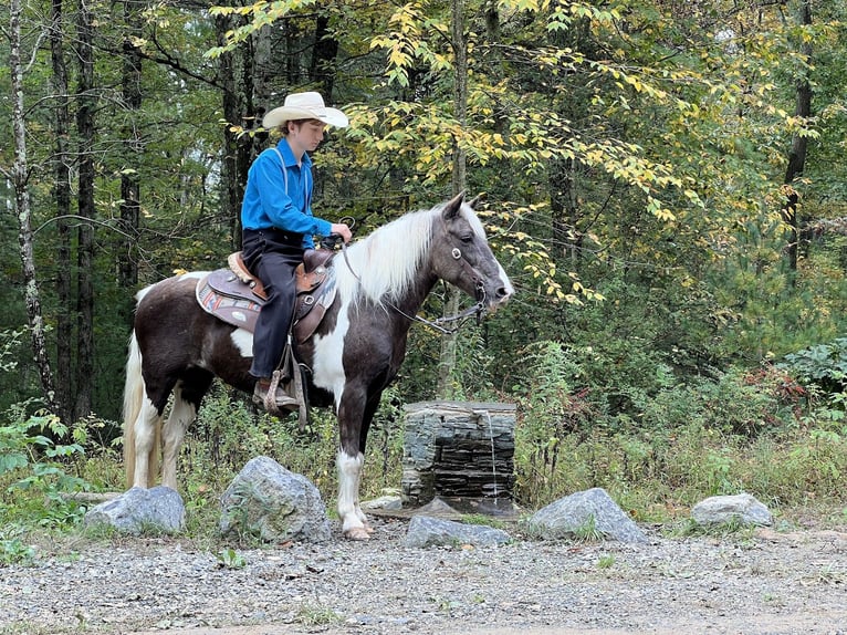 Altri pony/cavalli di piccola taglia Giumenta 14 Anni 124 cm in Allenwood, PA