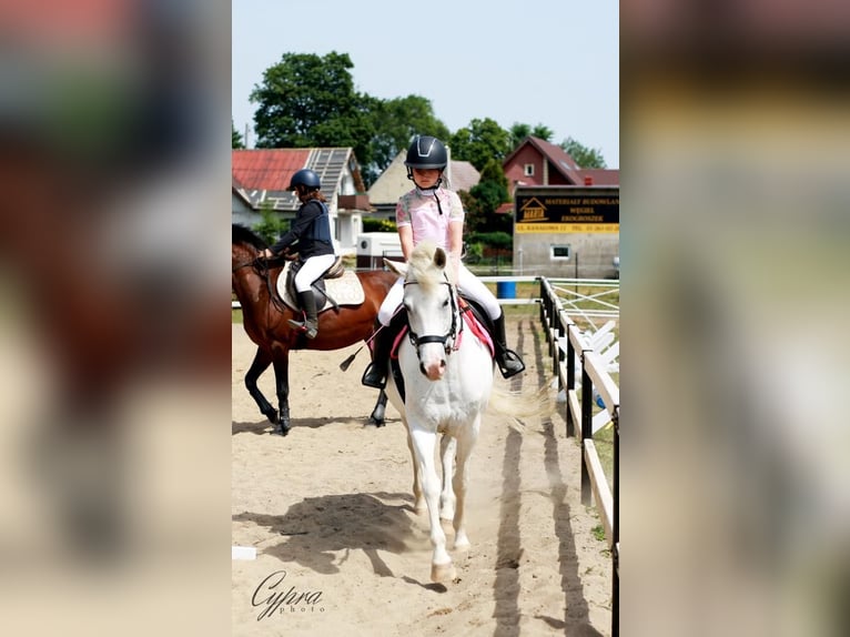 Altri pony/cavalli di piccola taglia Giumenta 14 Anni 138 cm Pezzato in Nowy Dwór Gdanski