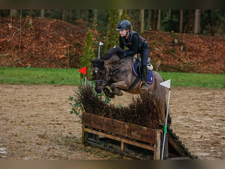 Altri pony/cavalli di piccola taglia Mix Giumenta 14 Anni 145 cm Morello in Merzen