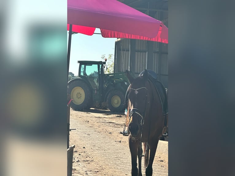 Altri pony/cavalli di piccola taglia Giumenta 14 Anni 165 cm Baio in Beek