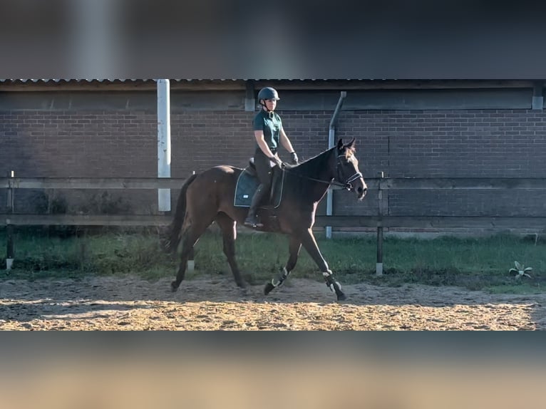 Altri pony/cavalli di piccola taglia Giumenta 14 Anni 165 cm Baio in Beek