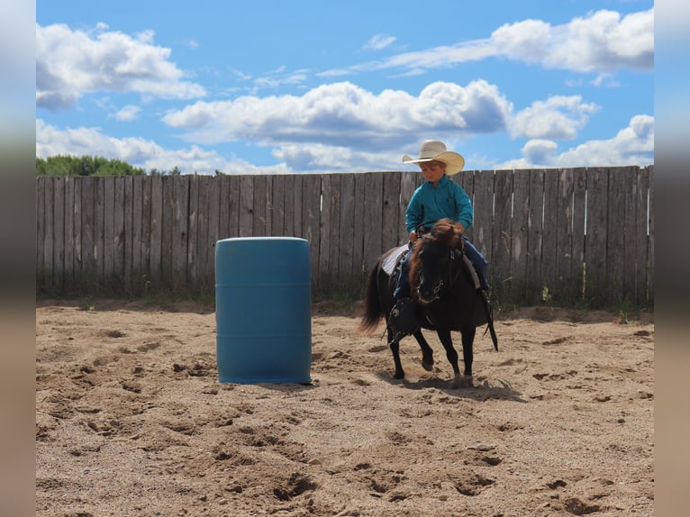 Altri pony/cavalli di piccola taglia Giumenta 14 Anni 97 cm Morello in Fergus Falls