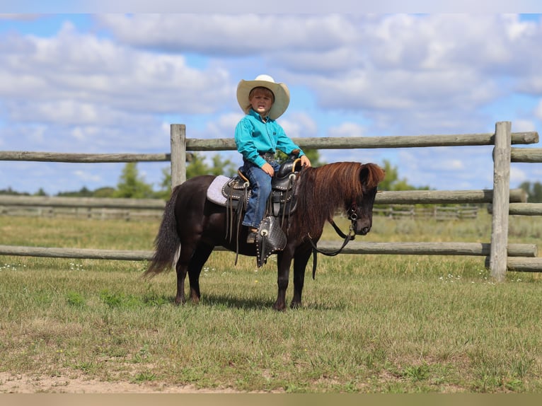 Altri pony/cavalli di piccola taglia Giumenta 14 Anni 97 cm Morello in Fergus Falls