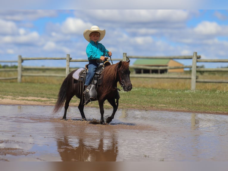 Altri pony/cavalli di piccola taglia Giumenta 14 Anni 97 cm Morello in Fergus Falls