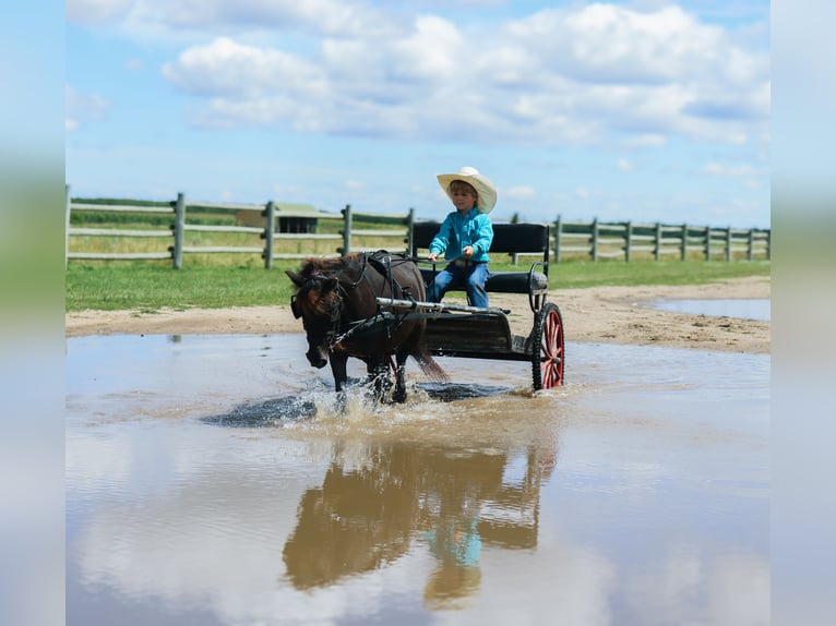 Altri pony/cavalli di piccola taglia Giumenta 14 Anni 97 cm Morello in Fergus Falls