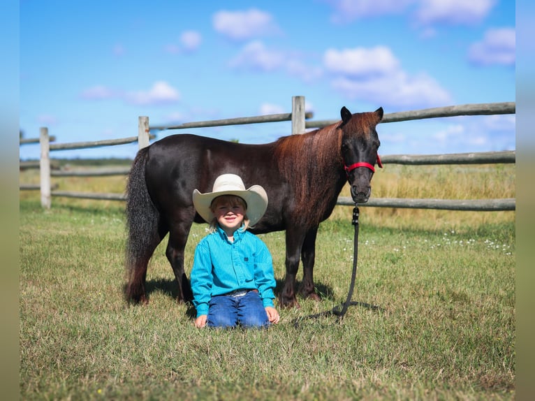 Altri pony/cavalli di piccola taglia Giumenta 14 Anni 97 cm Morello in Fergus Falls