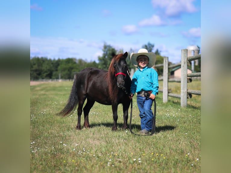 Altri pony/cavalli di piccola taglia Giumenta 14 Anni 97 cm Morello in Fergus Falls