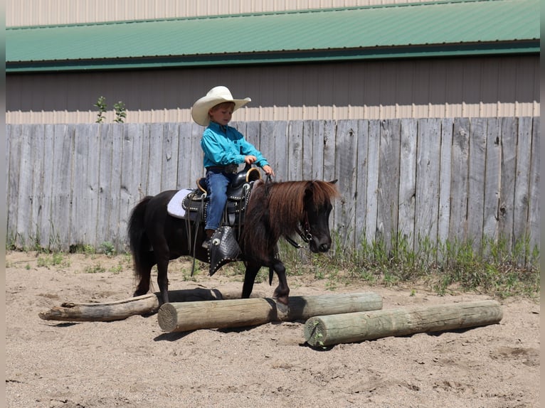 Altri pony/cavalli di piccola taglia Giumenta 14 Anni 97 cm Morello in Fergus Falls