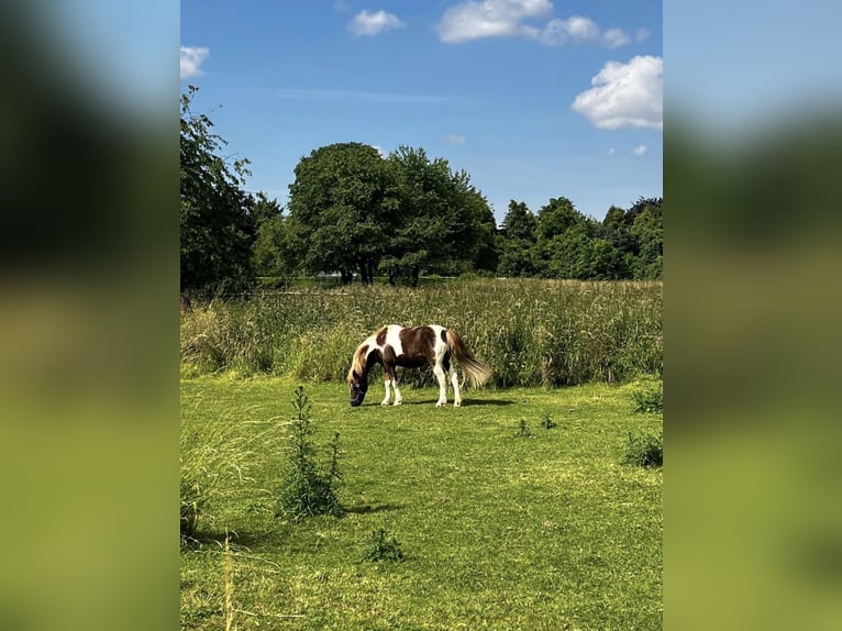 Altri pony/cavalli di piccola taglia Giumenta 15 Anni 125 cm Pezzato in Krefeld