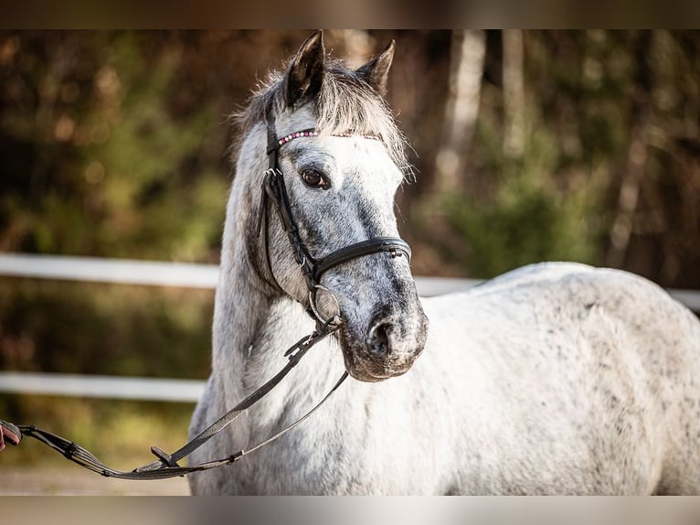 Altri pony/cavalli di piccola taglia Giumenta 15 Anni 135 cm Grigio in Velden