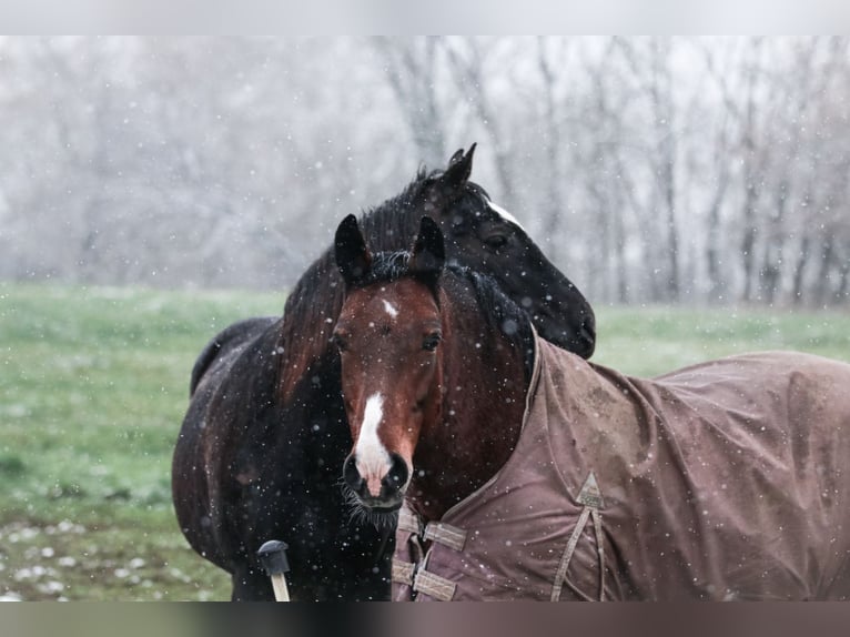 Altri pony/cavalli di piccola taglia Giumenta 15 Anni 150 cm Baio in Buttenwiesen