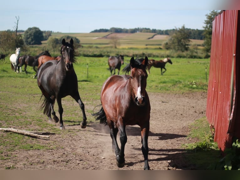 Altri pony/cavalli di piccola taglia Giumenta 15 Anni 150 cm Baio in Buttenwiesen