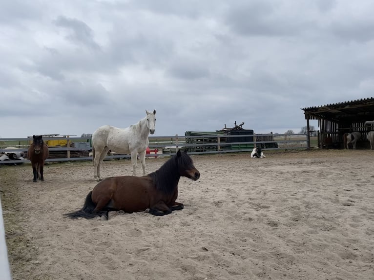 Altri pony/cavalli di piccola taglia Mix Giumenta 16 Anni 115 cm Baio in Scheibenhardt