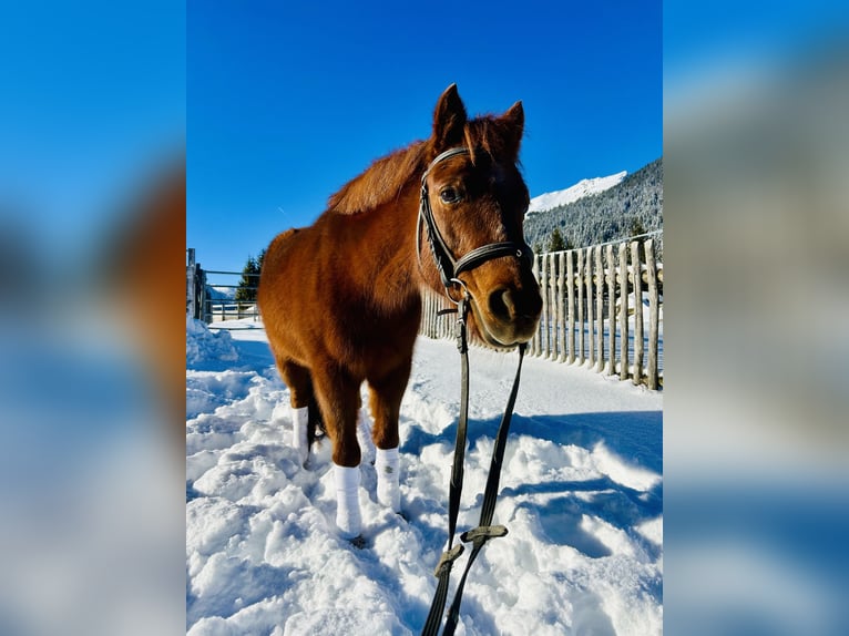 Altri pony/cavalli di piccola taglia Mix Giumenta 16 Anni 122 cm Sauro in Nesselwängle