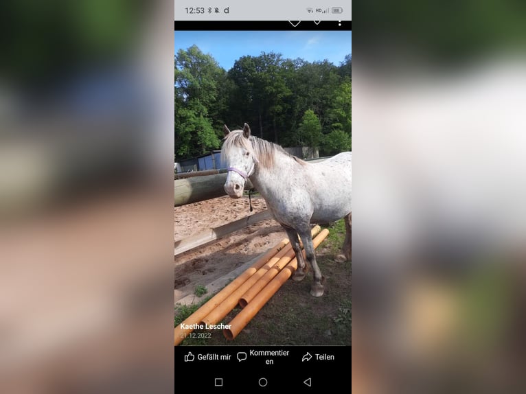 Altri pony/cavalli di piccola taglia Mix Giumenta 16 Anni 136 cm Leopard in Ellenz-Poltersdorf