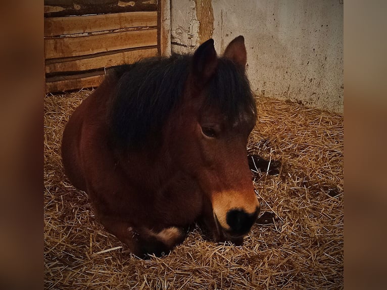 Altri pony/cavalli di piccola taglia Mix Giumenta 16 Anni 140 cm Baio in Löbau