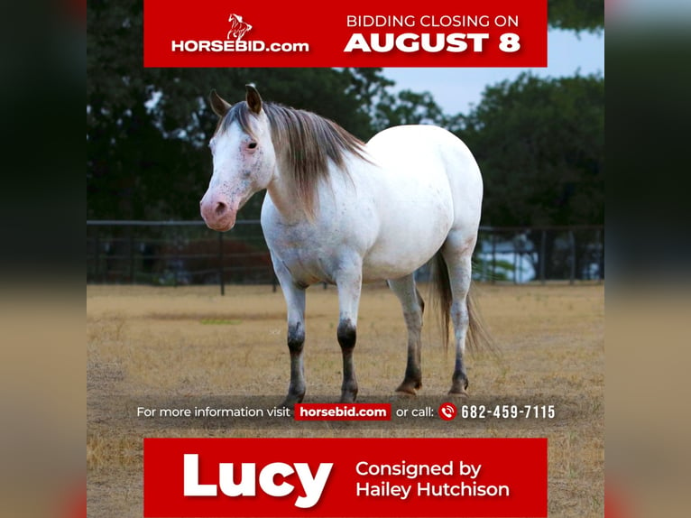 Altri pony/cavalli di piccola taglia Giumenta 16 Anni in Joshua, TX