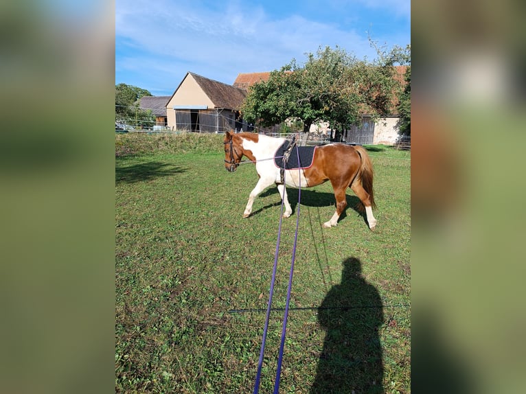 Altri pony/cavalli di piccola taglia Giumenta 17 Anni 124 cm Pezzato in Weigenheim