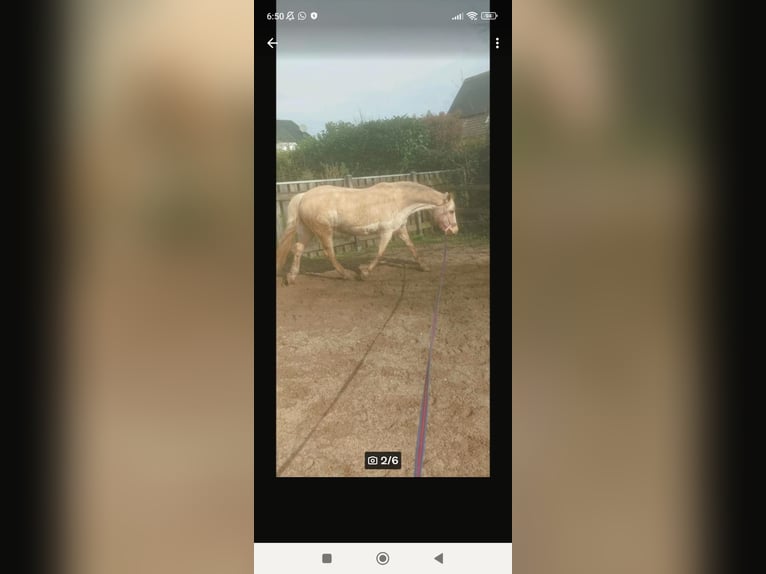 Altri pony/cavalli di piccola taglia Giumenta 17 Anni 146 cm Palomino in Niederkassel