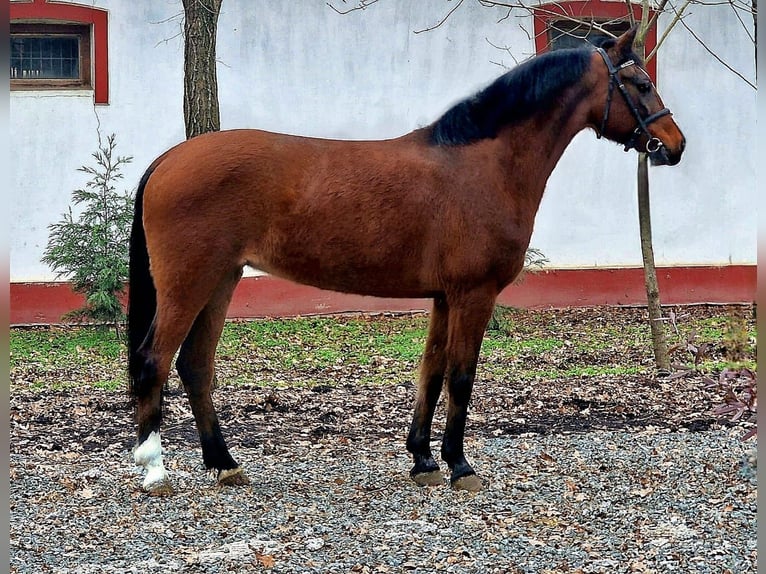 Altri pony/cavalli di piccola taglia Giumenta 17 Anni 148 cm Baio in Deggendorf