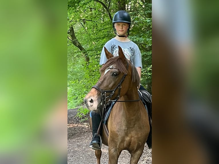 Altri pony/cavalli di piccola taglia Giumenta 17 Anni 148 cm Sauro scuro in Borod