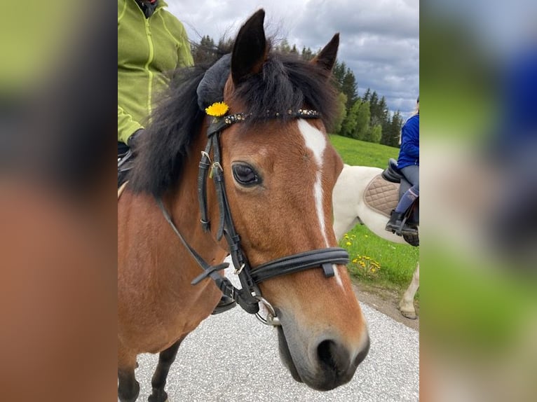 Altri pony/cavalli di piccola taglia Giumenta 19 Anni 135 cm Baio in Stromberg