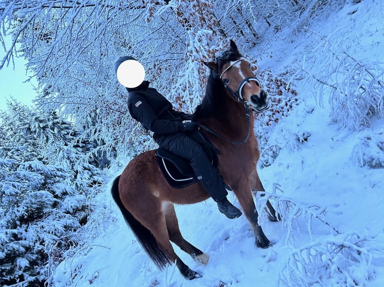 Altri pony/cavalli di piccola taglia Giumenta 19 Anni 135 cm Baio in Stromberg