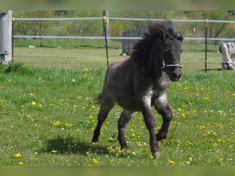 Altri pony/cavalli di piccola taglia Giumenta 1 Anno 90 cm Roano blu in Aitrang