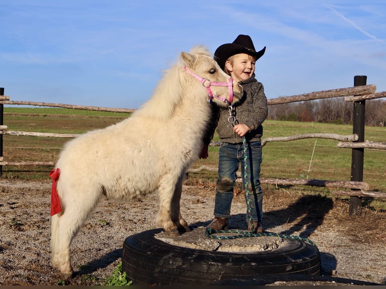 Altri pony/cavalli di piccola taglia Giumenta 1 Anno Palomino in Auburn, KY