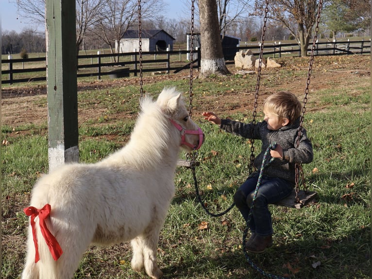 Altri pony/cavalli di piccola taglia Giumenta 1 Anno Palomino in Auburn, KY