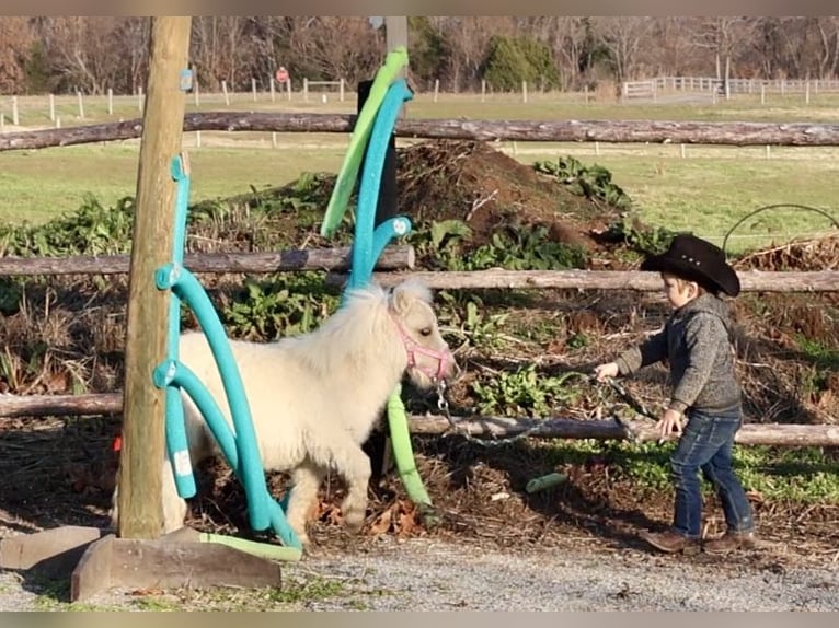 Altri pony/cavalli di piccola taglia Giumenta 1 Anno Palomino in Auburn, KY