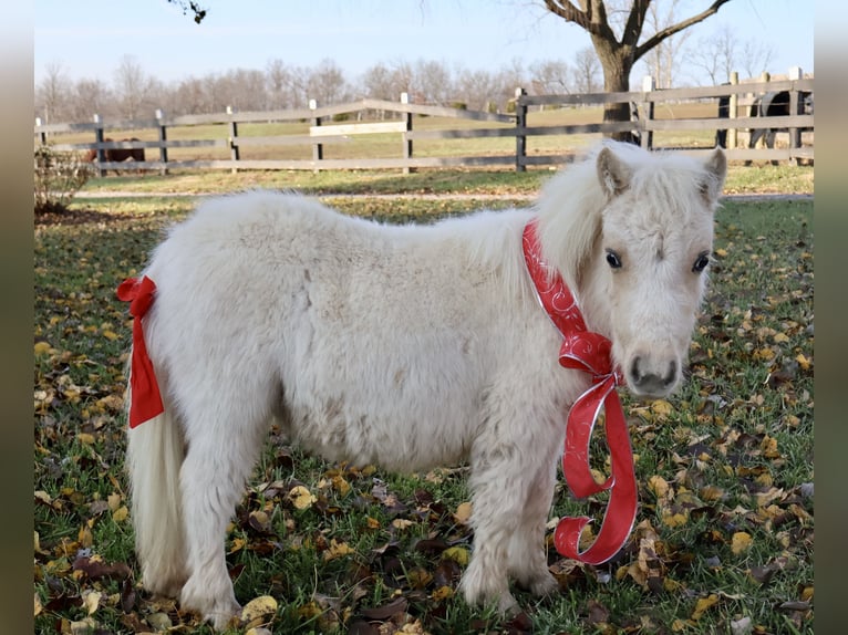 Altri pony/cavalli di piccola taglia Giumenta 1 Anno Palomino in Auburn, KY