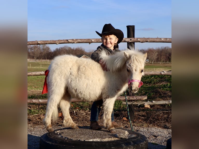 Altri pony/cavalli di piccola taglia Giumenta 1 Anno Palomino in Auburn, KY