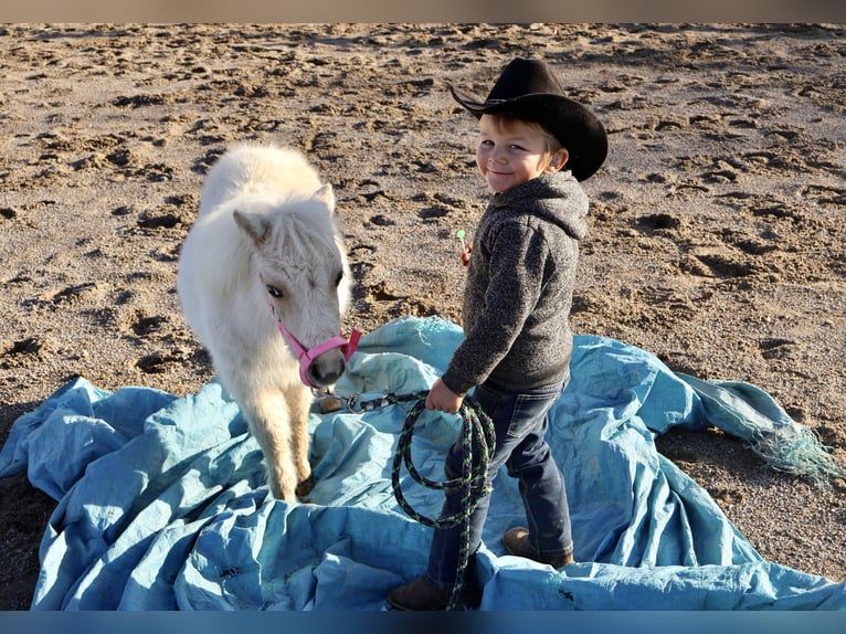 Altri pony/cavalli di piccola taglia Giumenta 1 Anno Palomino in Auburn, KY