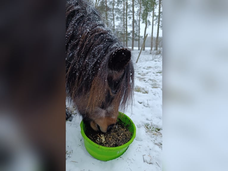 Altri pony/cavalli di piccola taglia Giumenta 20 Anni in Kakenstorf