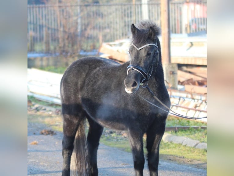 Altri pony/cavalli di piccola taglia Giumenta 3 Anni 128 cm Grigio ferro in Straßwalchen