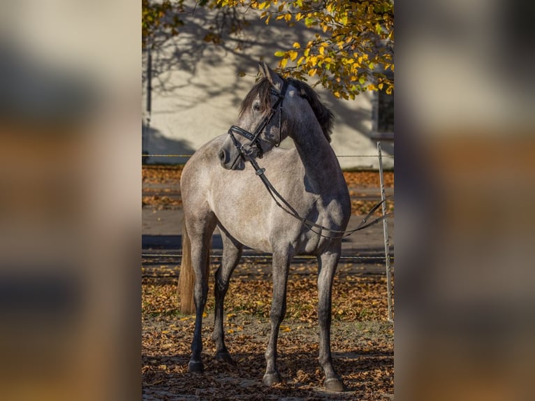 Altri pony/cavalli di piccola taglia Giumenta 3 Anni 148 cm Grigio pezzato in Schwäbisch Gmünd