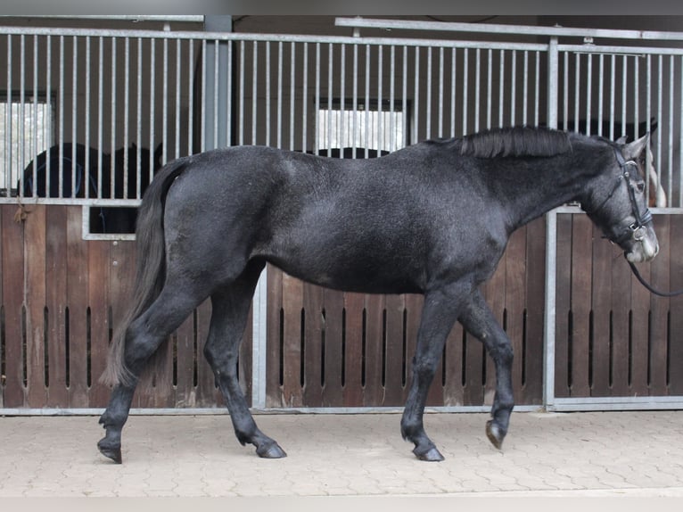 Altri pony/cavalli di piccola taglia Giumenta 3 Anni 153 cm Grigio in Marklohe