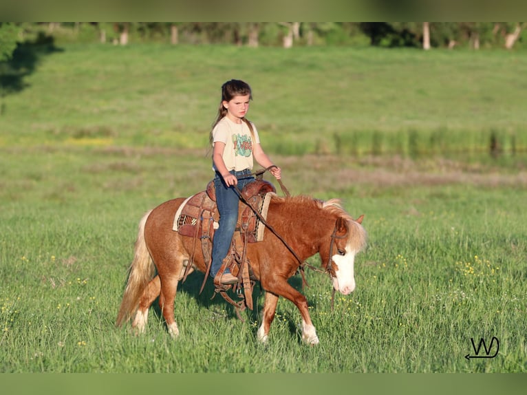 Altri pony/cavalli di piccola taglia Giumenta 3 Anni 97 cm Sauro ciliegia in Carthage, TX