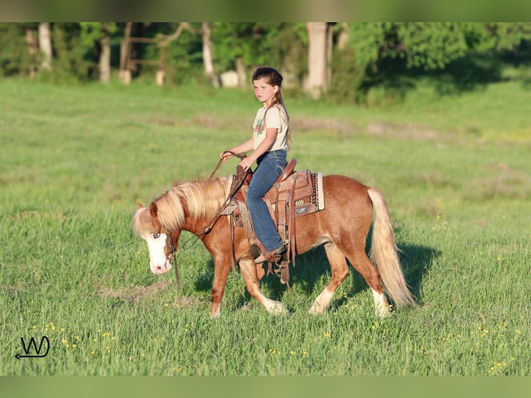 Altri pony/cavalli di piccola taglia Giumenta 3 Anni 97 cm Sauro ciliegia in Carthage, TX